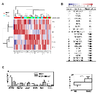 Figure 3:  The restricted specific autophagy gene expression signature in BC groups efficiently discriminates BC cell  lines. 