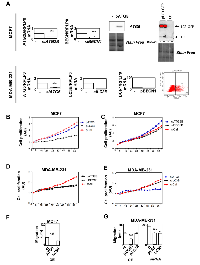 Figure 4:  The modulation of gene expression of genes from the specific autophagy signature in BC groups affects  cancer-related phenotypes. 