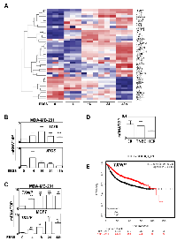 Figure 6:  ATG BC signature and TXNIP expressions are markers of autophagy induction. 