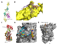 Figure 4:  Structural modeling of FN1 (4-domain fragment) and Serpin B5 and docking of bleomycin sulfate, an  approved anticancer drug, to FN1 and Serpin B5. 