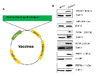 Figure 1: Design, generation, characterization, and expression analysis of Prostate Cancer Antigens (PCaA) SEV  constructs. 