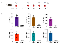 Figure 2:  PCaA-SEV induces antigen specific cellular immune responses in mice. 