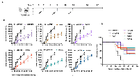 Figure 5:  PCaA-SEV delays tumor progression and enhances survival of prostate cancer bearing mice. 