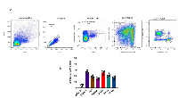 Figure 6:  PCaA-SEV promotes T cell recruitment to the tumor microenvironment. 