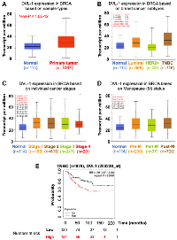 Figure 2: Association between DVL-1 expression, clinicopathological parameters and overall survival (OS) in different breast cancer subtypes. 