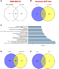 Figure 3: DVL-1 localizes at 8000 different genomic locations in breast cancer models. 