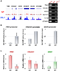 Figure 4: DVL-1 localizes at cancer-associated genes and regulates their expression in MDA-MB-231 cells. 