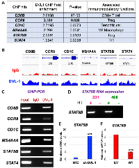 Figure 5: DVL-1 localizes to genes of immune cell genes and regulates its expression. 