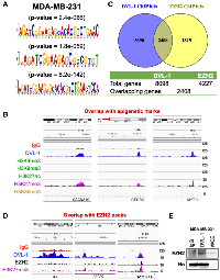 Figure 6: ChIP-Seq identified novel DVL-1 binding sequences and overlap with H3K27me3 peaks. 