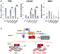 Figure 7: Conserved lysines on DVL-1 regulates target gene expression. 