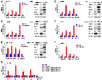 Figure 1: Suppression of NELL2 signaling induces an interferon response in Ewing sarcoma. 