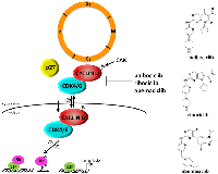 Figure 1: CDK4 regulation, activation and inhibition during cell cycle progression. 