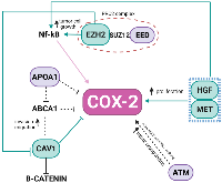 Figure 3: Representation of the interconnection of genes of higher relevance in the network as described previously. 