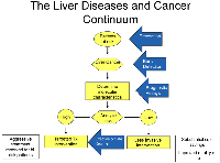 Figure 1: The liver diseases and cancer continuum. 