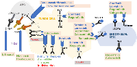 Figure 4: Molecular pathways and targeted therapeutics in hepatocellular carcinoma. 