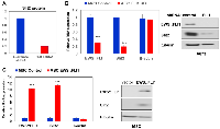 Figure 1: EWS::FLI1 induces Slit2 expression. 