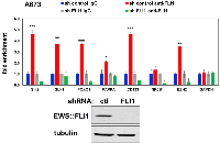 Figure 2: EWS::FLI1 binds to the Slit2 gene promoter in Ewing sarcoma cells. 