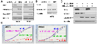 Figure 5: Slit2 signaling inhibits cdc42 in Ewing sarcoma. 