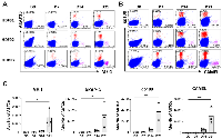 Figure 1: Priming and expansion of NeoAg-specific T-cells by PDC*vac.