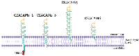 Figure 2:  Structure of CEACAM1-L, CEACAM1-S, CEACAM5, and CEACAM6. 