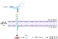 Figure 3:  CEACAM-HopQ interaction. 