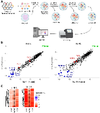 Figure 1: <i>VCP</i> is an essential gene for KRAS-mutant PDAC.