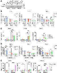 Figure 3: Loss of VCP induces PDAC cell death.