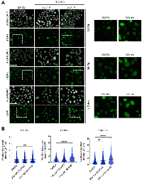 Figure 4: VCP, a regulator of DDR, helps mediate DNA damage repair in PDAC.