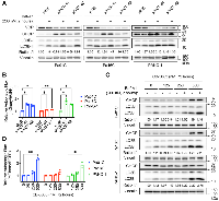 Figure 5: VCP loss elevates autophagic flux.