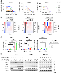 Figure 6: Dual inhibition of VCP and autophagy enhances growth suppression and apoptosis.