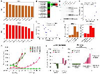 Figure 6: Patient-derived xenografts with high expression of BRD4-L and BRD4-S are resistant to cisplatin/paclitaxel chemotherapy. 