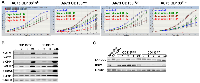 Figure 1: The CD133<sup>low</sup> population of Ewing sarcoma is chemotherapy resistant.