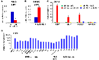 Figure 2: USP1 is a transcriptional target of EWS-FLI1.