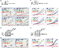 Figure 3: USP1 determines chemotherapy sensitivity in Ewing sarcoma.