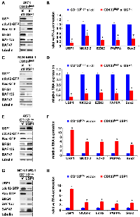 Figure 4: USP1 inhibits cdc42 and enhances EWS-FL1 transcriptional output.