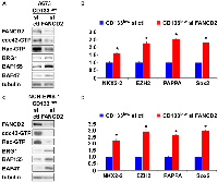 Figure 5: FANCD2 knockdown inhibits cdc42 and enhances EWS-FLI1 transcriptional output in the CD133<sup>low</sup> population.