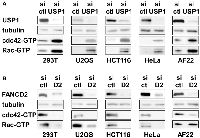 Figure 6: USP1 knockdown activates and FANCD2 knockdown inhibits cdc42 in non-Ewing sarcoma cells.