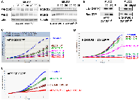 Figure 8: A USP1 inhibitor, ML323, activates cdc42 and inhibits Ewing sarcoma growth.