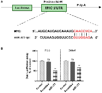 Figure 1: MYC is a direct target of has-miR-77.