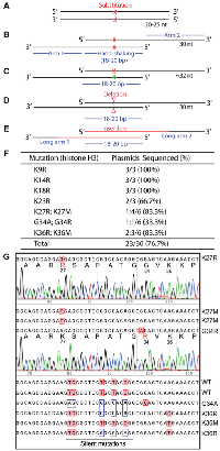 Figure 1: Primer design for P3a mutagenesis and efficient generation of histone H3 mutants.