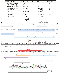 Figure 5: Seamless epitope tagging and untagging via P3a cassette mutagenesis.