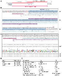 Figure 7: P3a cassette mutagenesis directed by Ultramer primer pairs.