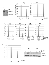 Figure 1: ADAM17 regulates expression levels of inflammatory mediators in macrophages. 