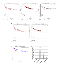 Figure 7:  Increased expression of ADAM17 and PTGS2 correlates with reduced disease and relapse free survival. 