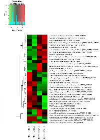 Figure 3:  Differentially expressed genes detected in the trophozoite stage of the P. 