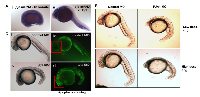 Figure 3:  Apoptosis dramatically increases in zebrafish embryos upon PJA1 knockdown.