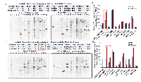 Figure 5:  Elevated Cdk1 activity is associated with loss of PJA1. 