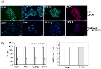 Figure 3:  DDX3 expression correlates with pluripotency markers in hESC. 