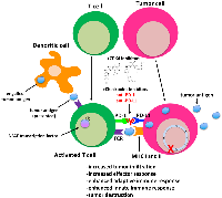Figure 2: Modulation of anti-tumor and immune responses by small molecule CDK4/6 and checkpoint inhibitors.