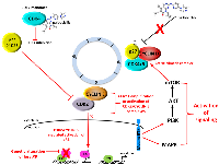 Figure 3:  Mechanisms that underlie resistance to CDK4/6 inhibitors. 
